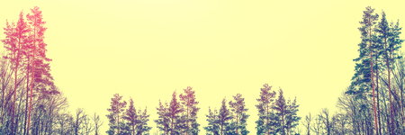 Frozen winter forest with snow covered trees.の写真素材