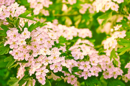 Blossoming branch cherry. Bright colorful spring flowersの写真素材
