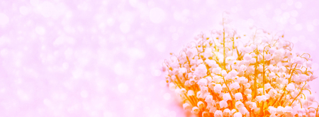 Spring landscape. flowers lily of the valleyの写真素材