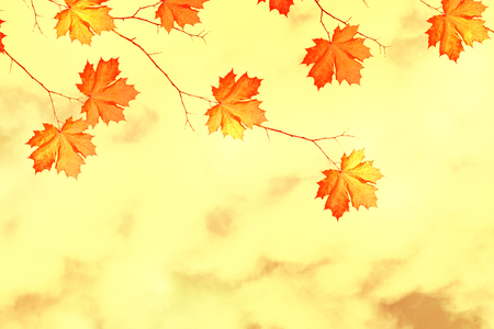 Autumn landscape with bright colorful leaves. Indian summer.の写真素材