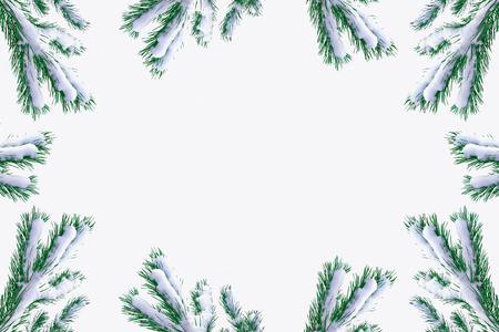 Snow covered trees. Fir branch isolated on white background.の写真素材