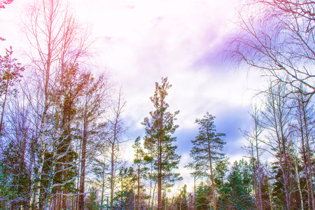 Frozen winter forest with snow covered trees.