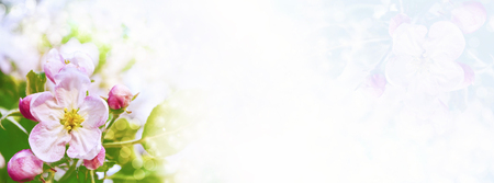 Blossoming branch apple. Bright colorful spring flowersの写真素材