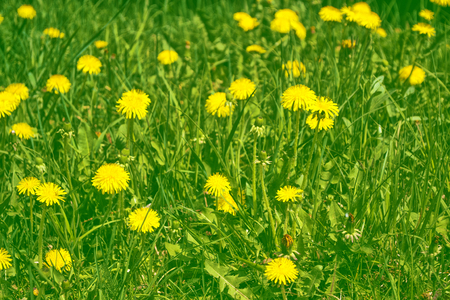 Fluffy dandelion flower against the background of the summer landscape.の写真素材