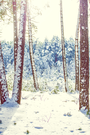 Frozen winter forest with snow covered trees.の写真素材