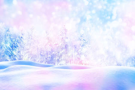 Frozen winter forest with snow covered trees.の写真素材