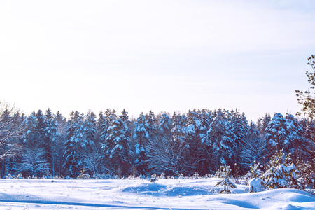 Frozen winter forest with snow covered trees.