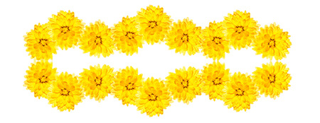 Colorful autumn flowers of chrysanthemum on a white background.の写真素材