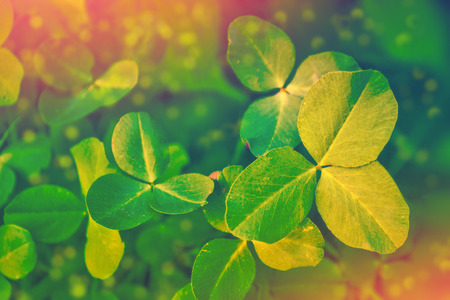 Green clover leaves on a background summer landscape. St.Patrick 's Day
