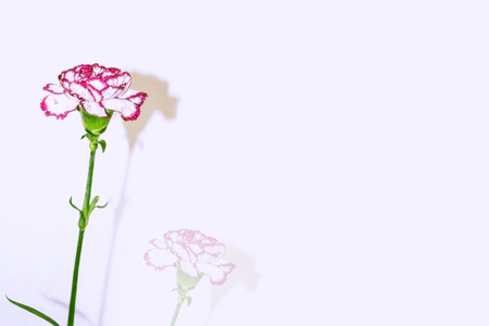Branch carnation flowers isolated on white backgroundの写真素材