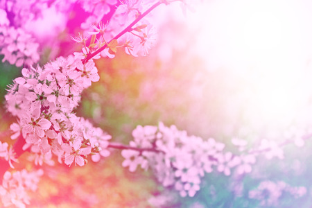 Blossoming branch cherry. Bright colorful spring flowers