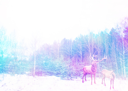 Forest in the frost. Winter landscape. Snow covered trees. Deerの写真素材