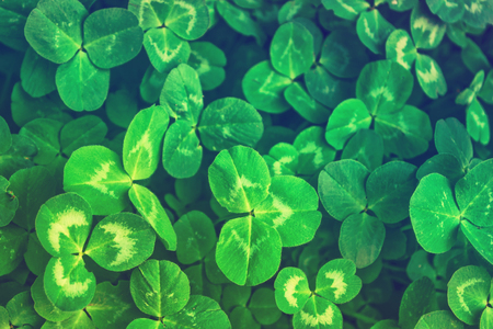 Green clover leaves on a background summer landscape. St.Patrick 's Day.
