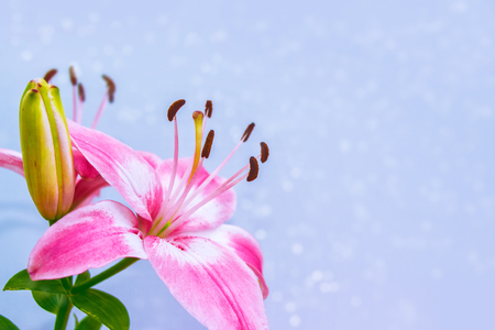 Bright colorful lily flowers. Natural floral background.の写真素材