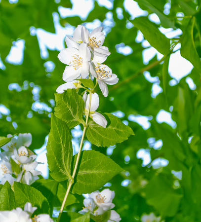 White jasmine. The branch delicate spring flowersの写真素材
