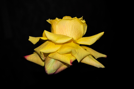 Flower bud roses on a black backgroundの写真素材