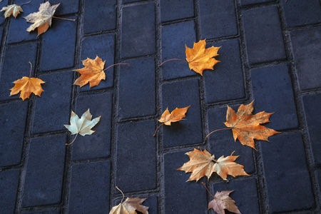 Autumn background with bright colorful leaves. Indian summer.の写真素材