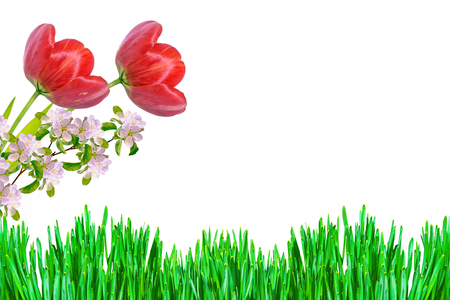 Spring flowers tulips isolated on white background.の写真素材