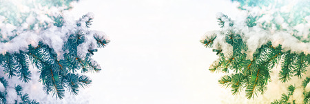 Frozen winter forest with snow covered trees.の写真素材