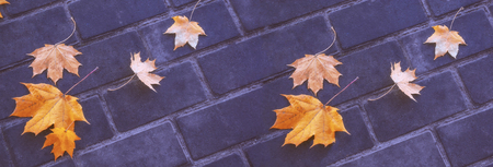 Autumn background with bright colorful leaves. Indian summer.