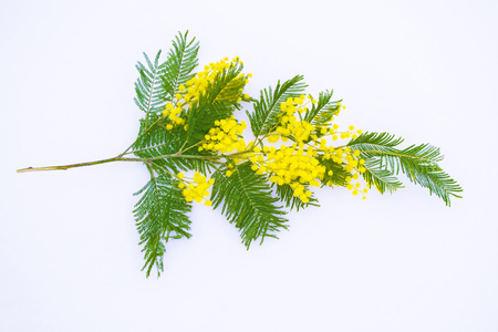 Bush of yellow spring flowers mimosa isolated on white background.の写真素材