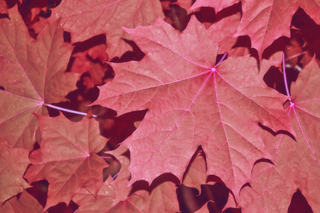 Autumn landscape with bright colorful leaves. Indian summer.の写真素材