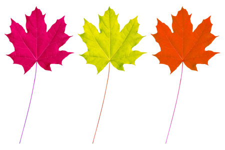 Bright colorful autumn leaves isolated on white background