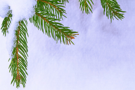 Frozen winter forest with snow covered trees. Coniferous branch.の写真素材