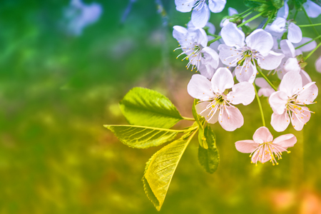 Blossoming branch apple. Bright colorful spring flowersの写真素材