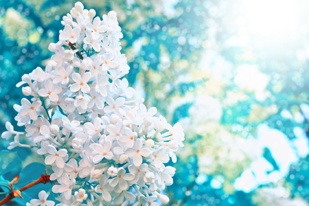 Bright and colorful flowers lilac
on the background of spring landscape.の写真素材
