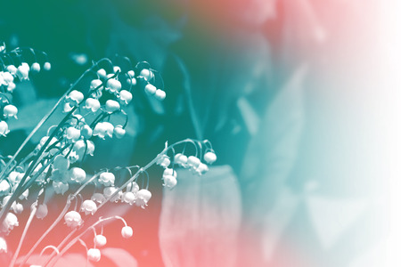 Spring landscape. Flowers lily of the valleyの写真素材