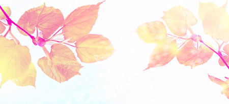 Natural background. Young green leaves. Spring landscape.