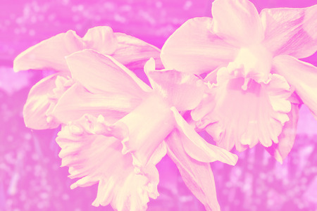 Bright and colorful flowers of daffodils on the background of the spring landscapeの写真素材