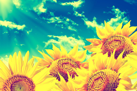 Beautiful sunflower field in summer. Yellow flowers. Blue sky backgroundの写真素材