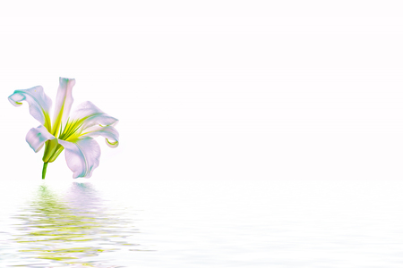 Bright lily flowers isolated on white background.の写真素材