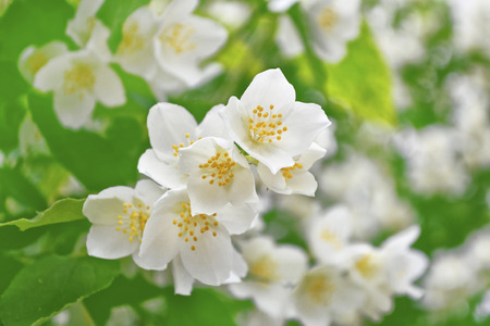 White jasmine. The branch delicate spring flowersの写真素材