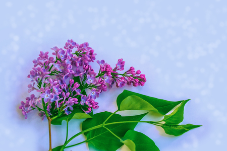 Floral natural background of spring lilac flowers.の写真素材