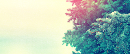 Frozen winter forest with snow covered trees.の写真素材