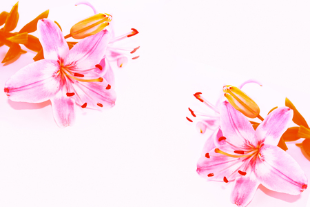 Bright colorful lily flowers. Natural floral background.の写真素材