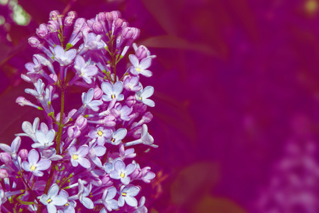 Bright and colorful flowers lilac
on the background of spring landscape.の写真素材