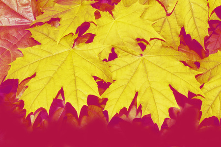 Autumn landscape with bright colorful leaves. Indian summer. Maple