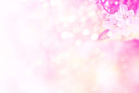 Blossoming branch apple. Bright colorful spring flowersの写真素材