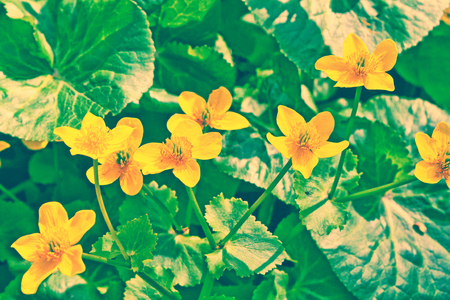 Bright colorful yellow flowers against the background of the summer landscape.
