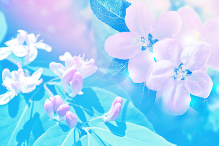 Blossoming branch apple. Bright colorful spring flowersの写真素材