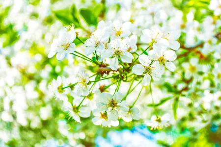 Blossoming branch cherry. Bright colorful spring flowersの写真素材
