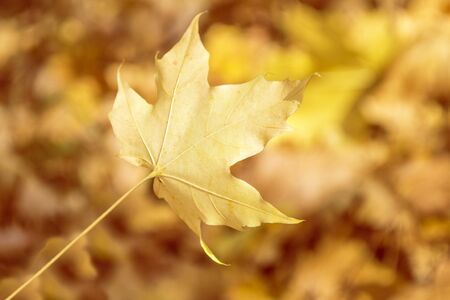 Autumn landscape with bright colorful leaves. Indian summer.