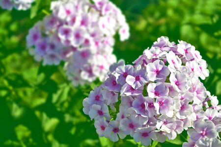 Colorful phlox flowers on a background of the autumn landscapeの写真素材