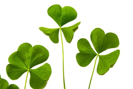 Green clover leaves isolated on white background. St.Patrick 's Day