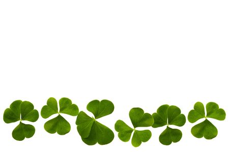 Green clover leaves isolated on white background. St.Patrick 's Dayの写真素材