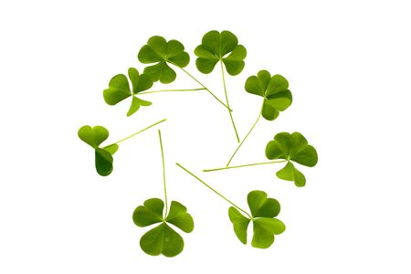 Green clover leaves isolated on white background. St.Patrick 's Dayの写真素材